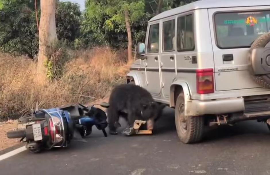 ಚನ್ನಪಟ್ಟಣ: ಚಲಿಸುತ್ತಿದ್ದ ಬೈಕ್ ಮೇಲೆ ಕರಡಿ ದಾಳಿ; ಸವಾರ ಪ್ರಾಣಾಪಾಯದಿಂದ ಪಾರು