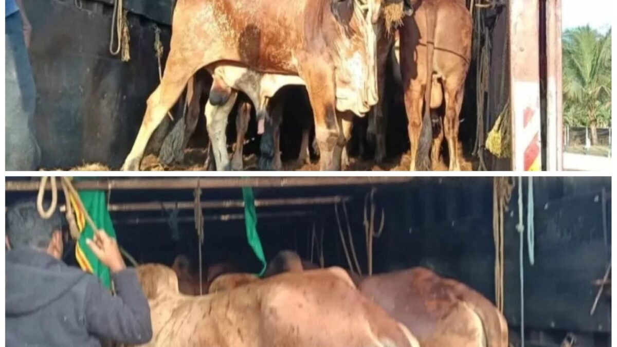 ಭಟ್ಕಳ: ಅಕ್ರಮ ಜಾನುವಾರು ಸಾಗಾಟ ಜಾಲದ ಮೇಲೆ ಪೊಲೀಸರ ಸರಣಿ ದಾಳಿ; 23 ಜಾನುವಾರುಗಳ ರಕ್ಷಣೆ