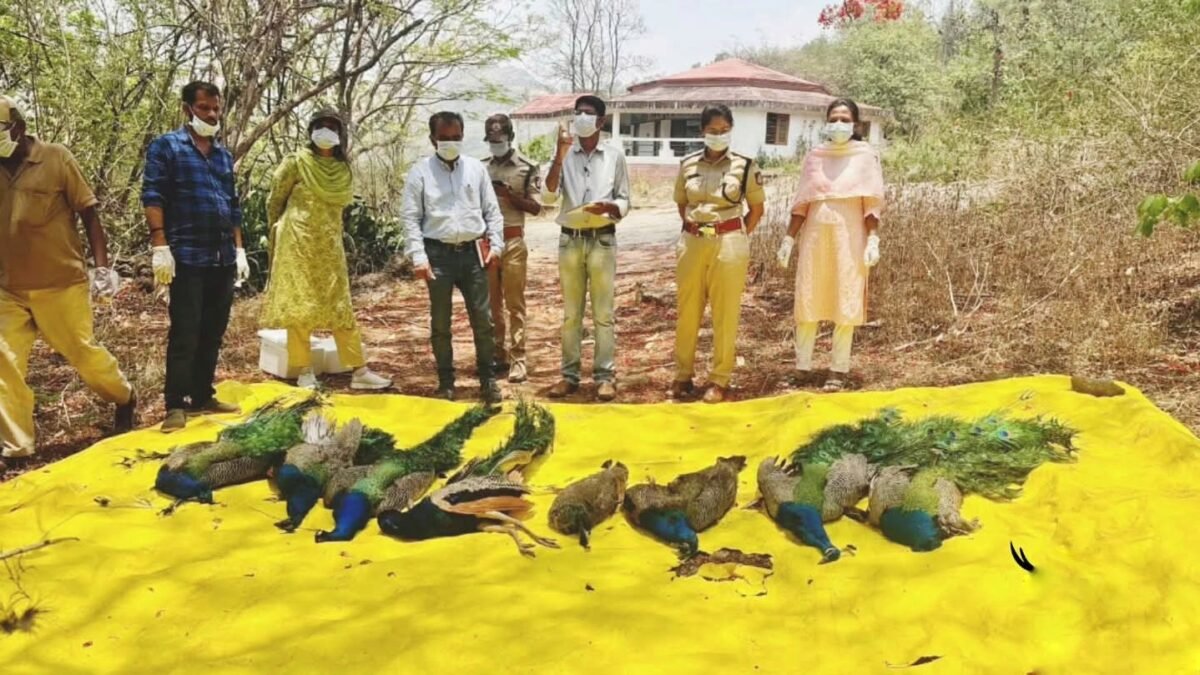 ತುಮಕೂರಿನಲ್ಲಿ ನವಿಲುಗಳ ಮಾರಣಹೋಮ: ಒಂದೇ ವಾರದಲ್ಲಿ 32 ಸಾವು, ಬೆಚ್ಚಿಬಿದ್ದ ಪರಿಸರ ಪ್ರೇಮಿಗಳು!