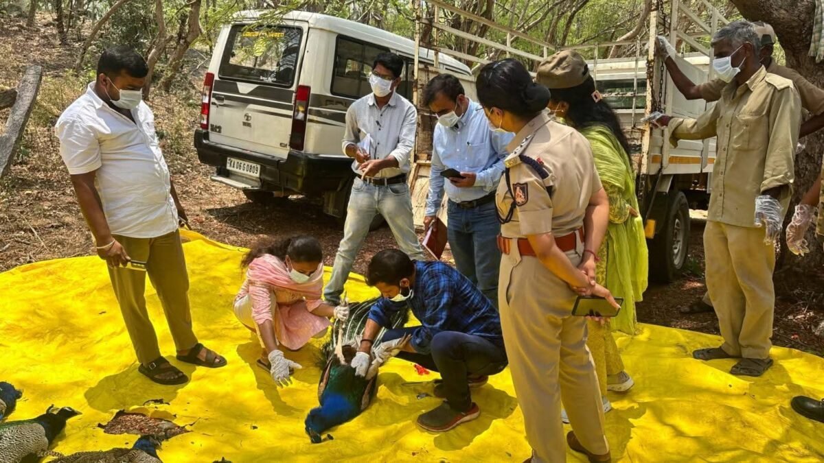 ತುಮಕೂರು: ಮುಂದುವರಿದ ಹಕ್ಕಿಜ್ವರದ ಅಟ್ಟಹಾಸ – ಮತ್ತೆರಡು ರಾಷ್ಟ್ರಪಕ್ಷಿ ನವಿಲುಗಳ ಸಾವು
