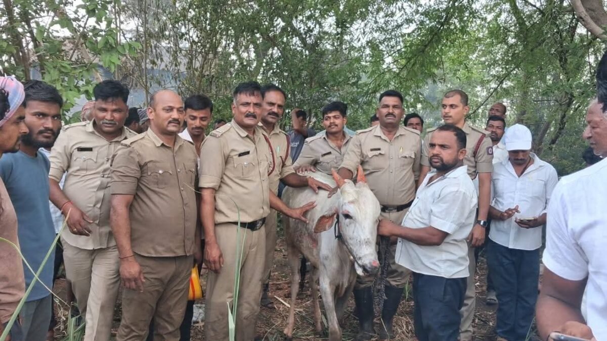 ಚಿಕ್ಕೋಡಿ: 70 ಅಡಿ ಆಳದ ಬಾವಿಗೆ ಬಿದ್ದ ಎತ್ತು; ಮೂರು ಗಂಟೆಗಳ ಸತತ ಕಾರ್ಯಾಚರಣೆ ನಡೆಸಿ ರಕ್ಷಿಸಿದ ಅಗ್ನಿಶಾಮಕ ದಳ