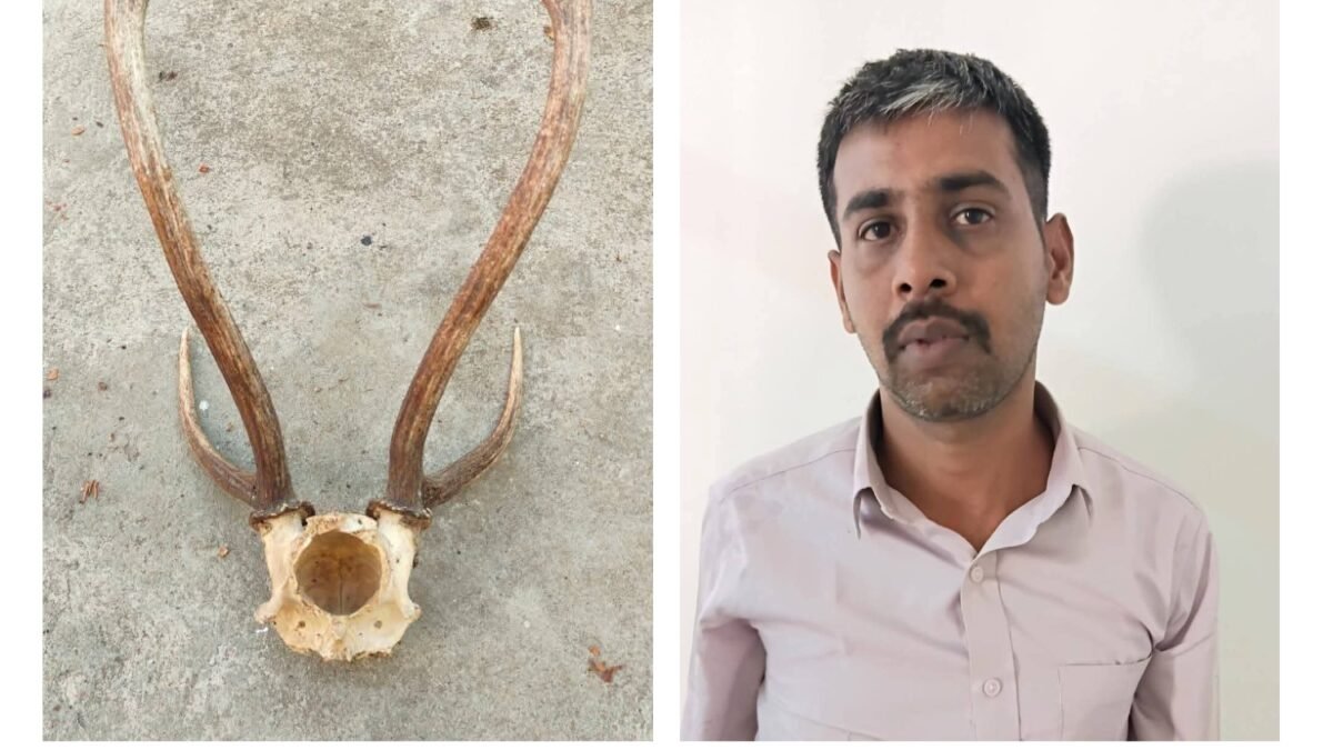 ಜಿಂಕೆ ಕೊಂಬು ಮಾರಾಟಕ್ಕೆ ಯತ್ನ: ಸಿಸಿಬಿ ಮತ್ತು ಚಿಕ್ಕಬಾಣಾವಾರ ಪೊಲೀಸರ ಜಂಟಿ ಕಾರ್ಯಾಚರಣೆ; ಮೂವರು ಆರೋಪಿಗಳ ಬಂಧನ