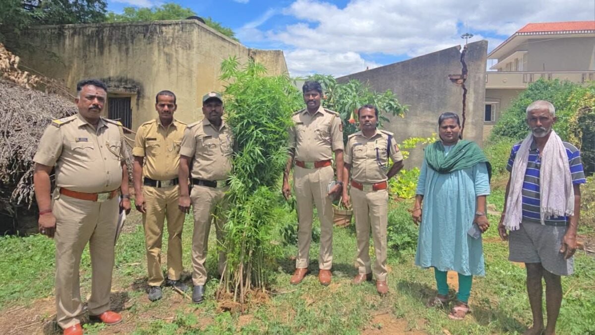ಕೋಲಾರ: ಮನೆಯ ಹಿಂಭಾಗದಲ್ಲಿ ಗಾಂಜಾ ಬೆಳೆದಿದ್ದ ವ್ಯಕ್ತಿಯ ಬಂಧನ; 22 ಗಿಡಗಳು ಜಪ್ತಿ