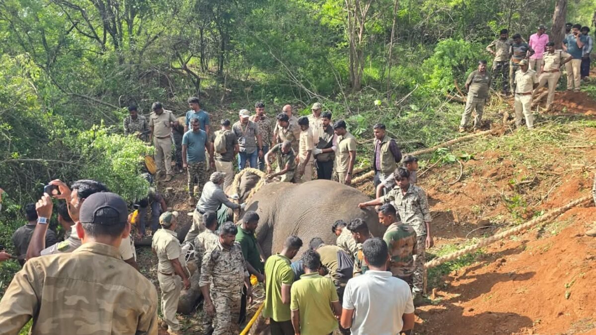ಚನ್ನಪಟ್ಟಣ: ರೈತರ ಬೆಳೆ ನಾಶಪಡಿಸುತ್ತಿದ್ದ ಪುಂಡಾನೆ ಕೊನೆಗೂ ಸೆರೆ; 6 ಸಾಕಾನೆಗಳೊಂದಿಗೆ ಭರ್ಜರಿ ಕಾರ್ಯಾಚರಣೆ!