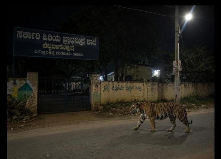 ಬೆಂಗಳೂರು: ಬೆಟ್ಟದಾಸನಪುರ ಸರ್ಕಾರಿ ಶಾಲೆಯ ಬಳಿ ರಾತ್ರಿ ಹುಲಿ ಪ್ರತ್ಯಕ್ಷ? – ಸುಳ್ಳು ವದಂತಿಗಳಿಗೆ ಕಿವಿಗೊಡಬೇಡಿ