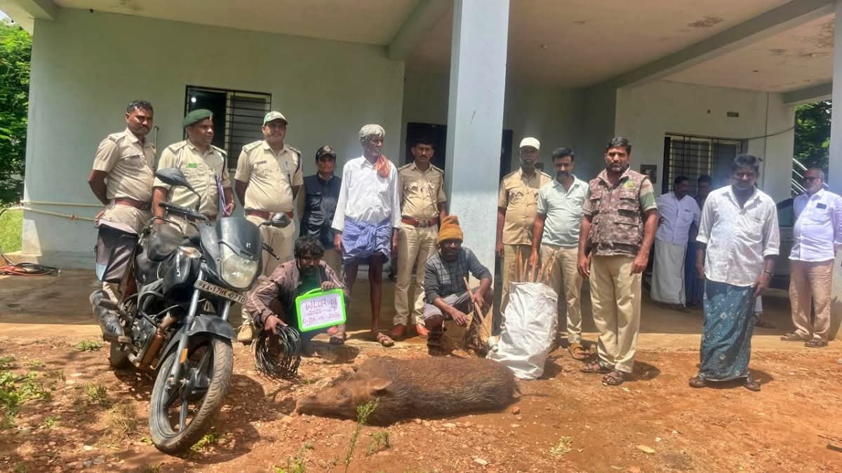 ಕಾಡುಹಂದಿ ಬೇಟೆಯಾಡಿದ ಮೂವರು ಆರೋಪಿಗಳ ಬಂಧನ; 80 ಕೆಜಿ ತೂಕದ ವನ್ಯಜೀವಿ ಜಪ್ತಿ!