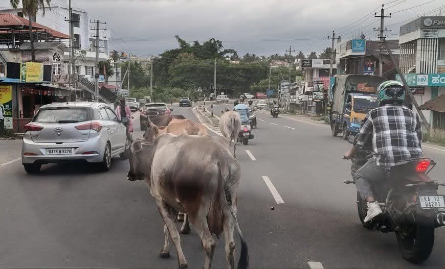 ಕುಶಾಲನಗರ ಹೆದ್ದಾರಿಯಲ್ಲಿ ದನಗಳ ಅಬಾಧಿತ ಸಂಚಾರ – ವಾಹನ ಸವಾರರ ಪ್ರಾಣಕ್ಕೆ ಸಂಚಕಾರ, ಪುರಸಭೆ ಕ್ರಮಕ್ಕೆ ಆಗ್ರಹ