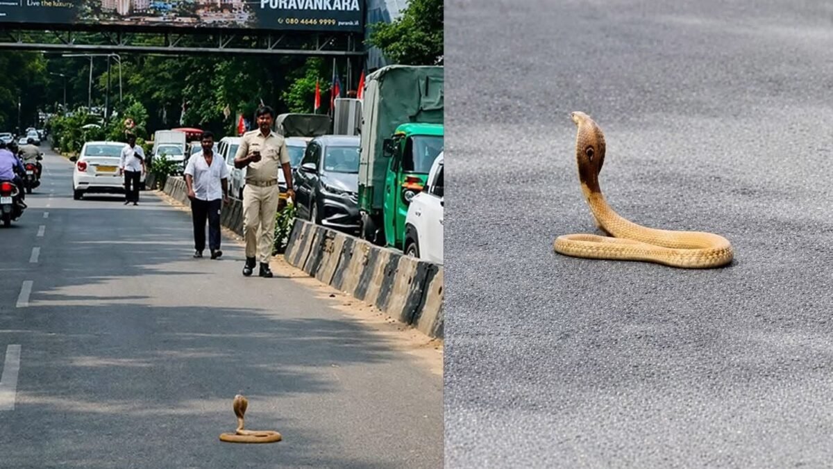ಪ್ಯಾಲೇಸ್ ರಸ್ತೆಯಲ್ಲಿ ನಾಗರಹಾವು ಪ್ರತ್ಯಕ್ಷ; ಅರ್ಧ ಗಂಟೆಗೂ ಹೆಚ್ಚು ಕಾಲ ಸಂಚಾರ ಅಸ್ತವ್ಯಸ್ತ