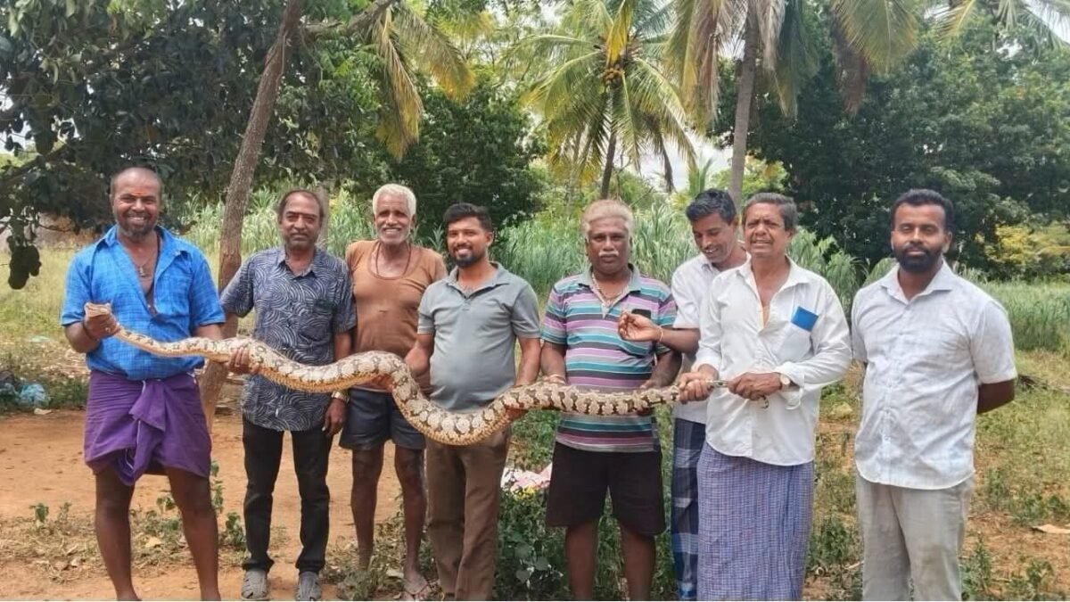 ಹಲಗೂರು ಸಮೀಪ 10 ಅಡಿ ಉದ್ದದ ಬೃಹತ್ ಹೆಬ್ಬಾವು ಪ್ರತ್ಯಕ್ಷ: ಉರಗ ಪ್ರೇಮಿಯಿಂದ ರಕ್ಷಣೆ