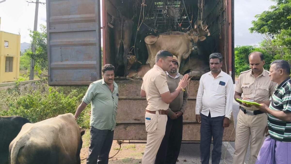 ಅಕ್ರಮವಾಗಿ ಕಸಾಯಿಖಾನೆಗೆ ಸಾಗಿಸುತ್ತಿದ್ದ 60ಕ್ಕೂ ಹೆಚ್ಚು ಜಾನುವಾರುಗಳ ರಕ್ಷಣೆ – ಕ್ಲೀನರ್ ಬಂಧನ, ಇಬ್ಬರು ಚಾಲಕರು ಪರಾರಿ