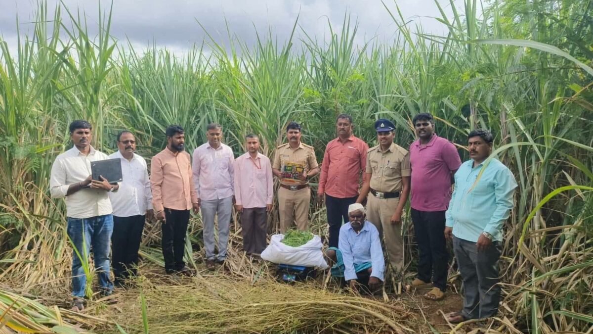 ಹೊಲದಲ್ಲಿ ಗಾಂಜಾ ಬೆಳೆದ ವ್ಯಕ್ತಿಯ ಬಂಧನ: 13 ಕೆಜಿ ಗಾಂಜಾ ಗಿಡ ವಶಪಡಿಸಿಕೊಂಡ ಗೋಕಾಕ ಪೊಲೀಸರು