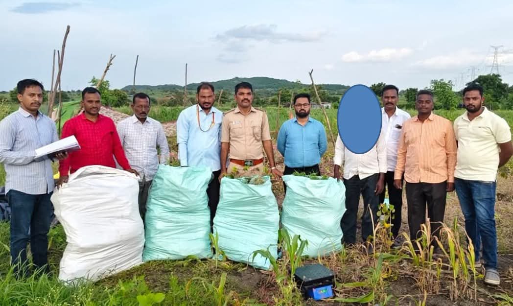 ಬೀದರ್: ₹30 ಲಕ್ಷಕ್ಕೂ ಅಧಿಕ ಮೌಲ್ಯದ ಗಾಂಜಾ ಗಿಡ ಜಪ್ತಿ; ಔರಾದ್-ಬಿ ಪೊಲೀಸರಿಂದ ಆರೋಪಿಯ ಬಂಧನ