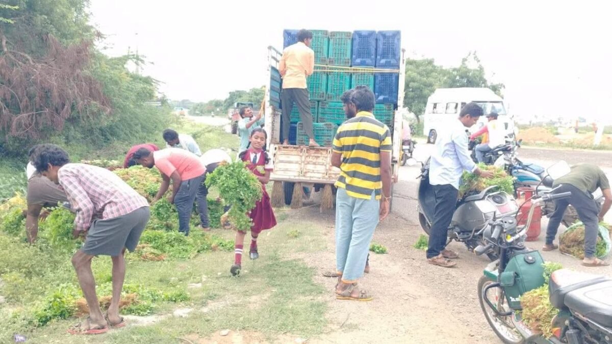 ಕೊತ್ತಂಬರಿ ಸೊಪ್ಪಿನ ದರ ತೀವ್ರ ಕುಸಿತ: ಬೆಳೆ ರಸ್ತೆಗೆ ಎಸೆದು ಆಕ್ರೋಶ ಹೊರಹಾಕಿದ ಅನ್ನದಾತ!