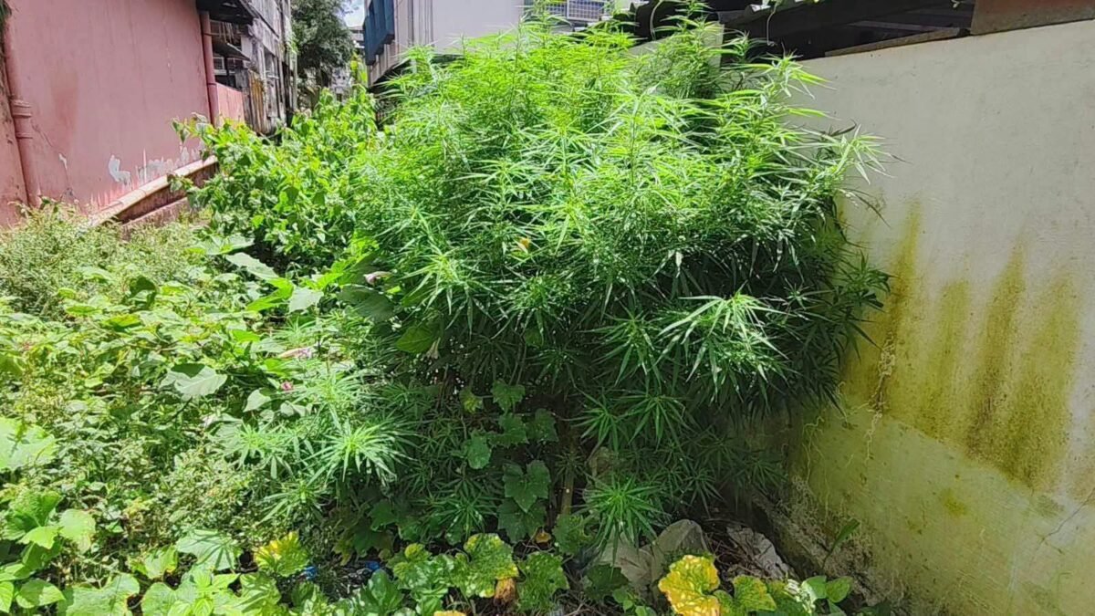 ಪೊಲೀಸ್ ಕಚೇರಿ ಸಮೀಪ ಗಾಂಜಾ ಹಾವಳಿ: ಅಬಕಾರಿ ಇಲಾಖೆಯ ಕಠಿಣ ಕ್ರಮಕ್ಕೆ ಸಾಗರ ಜನರ ಆಗ್ರಹ