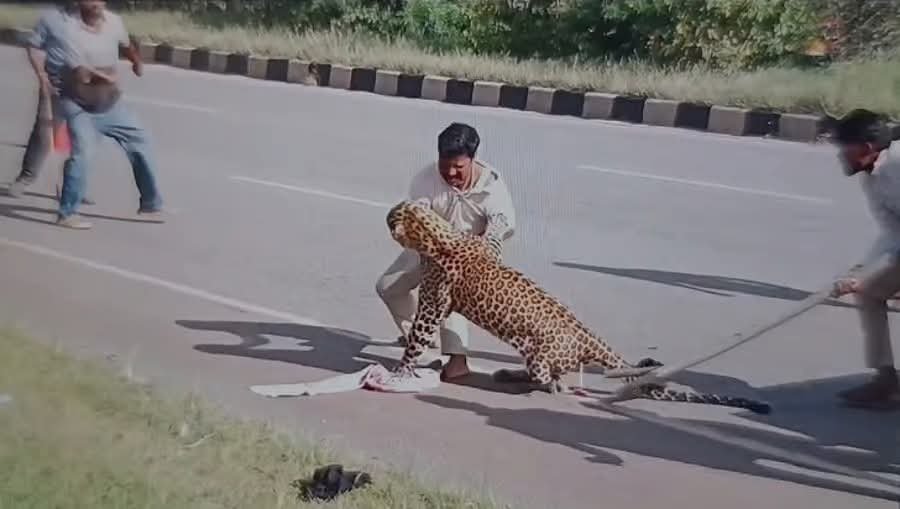 ರಕ್ಷಿಸಲು ಬಂದ ಅರಣ್ಯ ಸಿಬ್ಬಂದಿ ಮೇಲೆಯೇ ಗಾಯಗೊಂಡ ಚಿರತೆ ದಾಳಿ: ದಾವಣಗೆರೆಯಲ್ಲಿ ಆತಂಕ