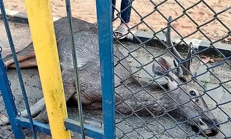 ಕಾರ್ಕಳ ತಾಲೂಕು ಕಚೇರಿ ಸಮೀಪದ ಪಾರ್ಕ್‌ನಲ್ಲಿ ಕಡವೆ ನಿಗೂಢ ಸಾವು