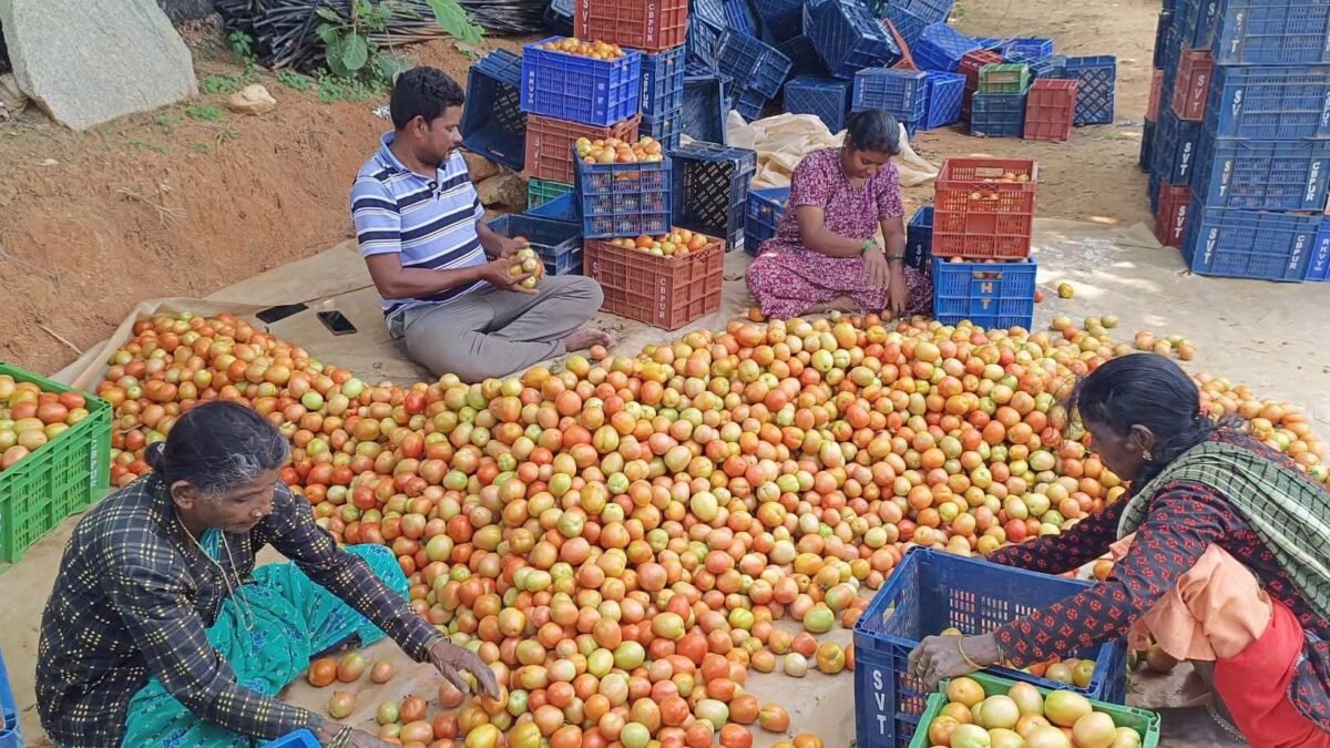 ಮಳೆ ಕೊರತೆ ಹಾಗೂ ಟೊಮೆಟೊ ದರ ಕುಸಿತದಿಂದ ಕಂಗಾಲಾದ ರೈತ; ಸಾಲದ ಸುಳಿಯಲ್ಲಿ ಸಿಲುಕಿದ ಅನ್ನದಾತ!